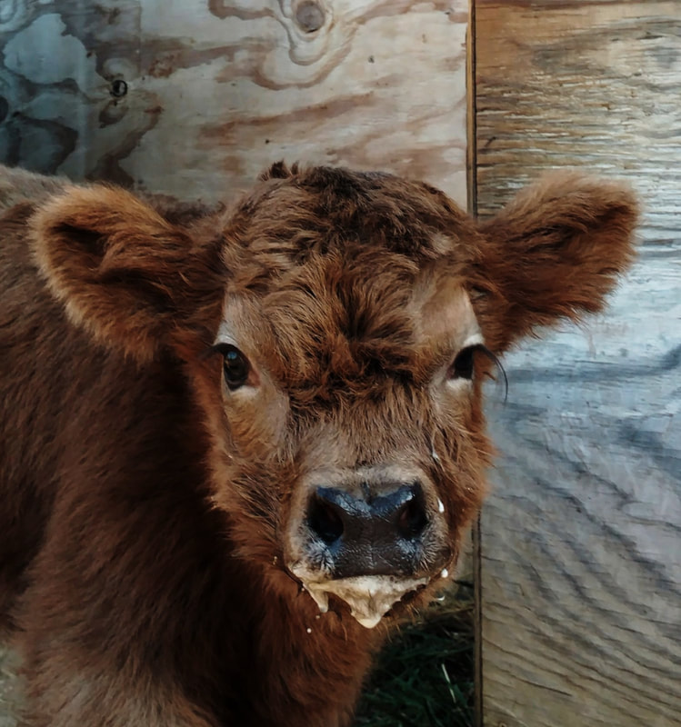 miniature scottish highland cattle for sale in michigan